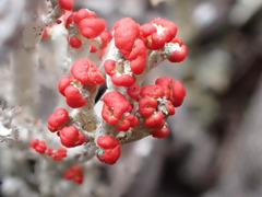 Cladonia cristatella