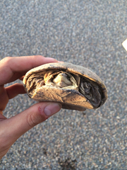 Kinosternon flavescens