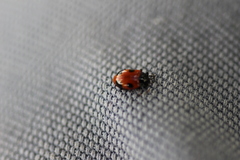 Endomychus biguttatus