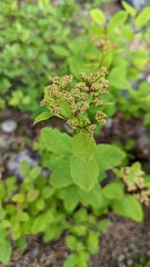 Spiraea betulifolia