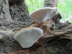 Ganoderma