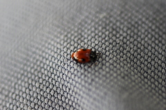 Endomychus biguttatus