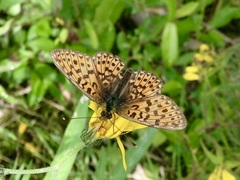 Boloria euphrosyne