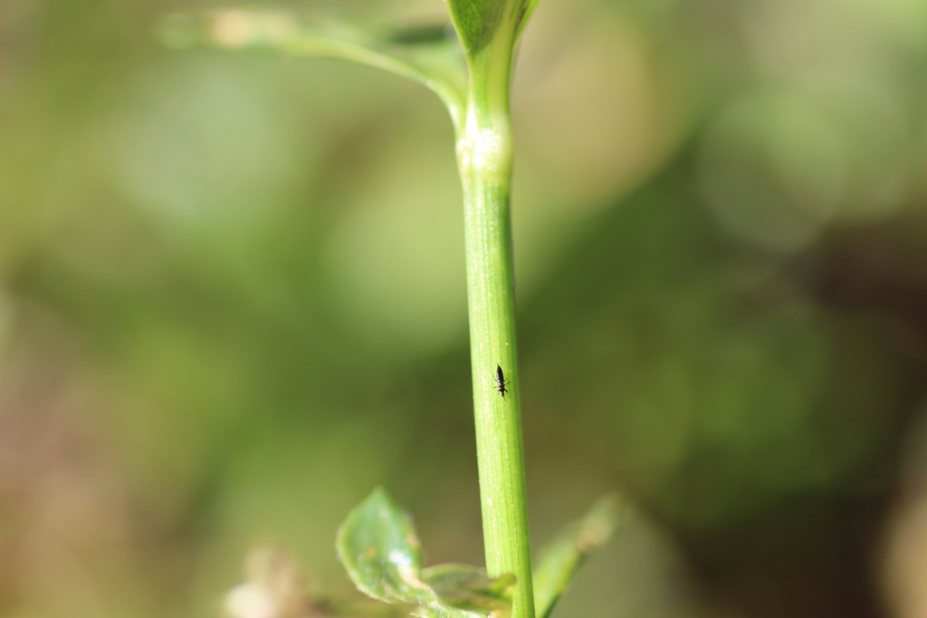 Alligatorweed Thrips