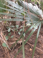 Gnamptopelta obsidianator
