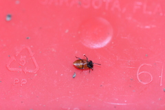 Endomychus biguttatus