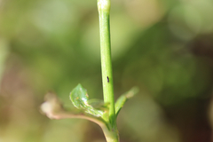 Amynothrips andersoni