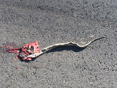 Bogertophis subocularis