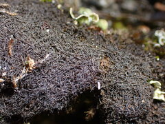 Cephaloziella
