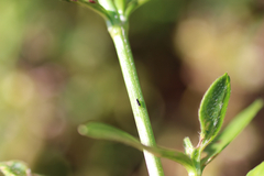 Amynothrips andersoni