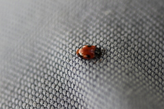 Endomychus biguttatus