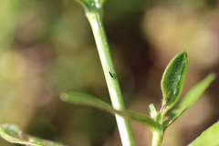 Amynothrips andersoni