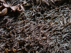 Cephaloziella
