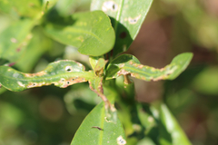 Amynothrips andersoni