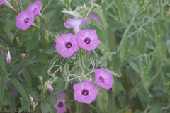 Ipomoea cordatotriloba