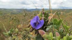 Periandra mediterranea