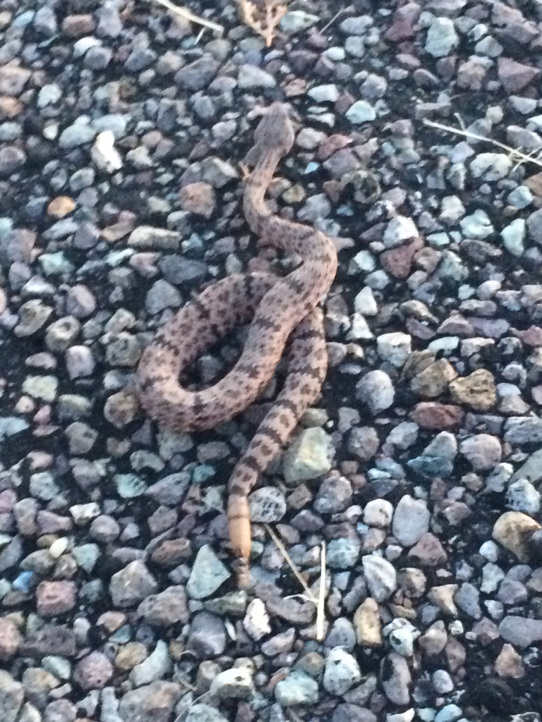 Patternless Rock Rattlesnake Mottled Rock Rattlesnake from TX-118, Mcdonald Obs, TX, US on August 25 ...