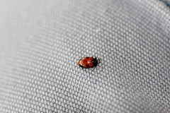 Endomychus biguttatus