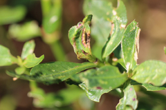 Amynothrips andersoni