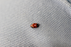 Endomychus biguttatus