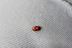 Endomychus biguttatus