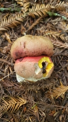 Rubroboletus pulcherrimus