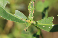 Amynothrips andersoni