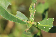 Amynothrips andersoni