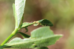 Amynothrips andersoni