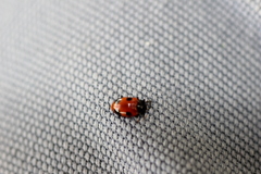 Endomychus biguttatus