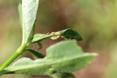 Amynothrips andersoni