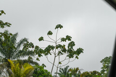 Cecropia
