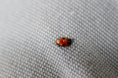 Endomychus biguttatus