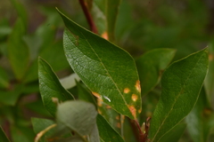 Melampsora epitea