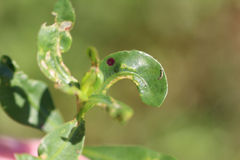 Amynothrips andersoni