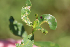 Amynothrips andersoni