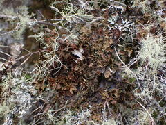 Pseudocyphellaria