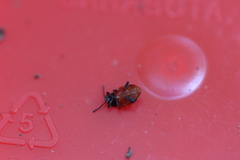 Endomychus biguttatus