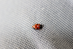 Endomychus biguttatus