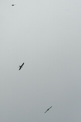 Elanoides forficatus