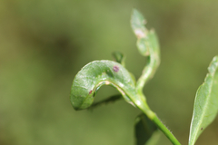 Amynothrips andersoni