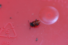 Endomychus biguttatus