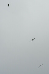 Elanoides forficatus