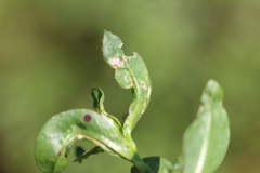 Amynothrips andersoni
