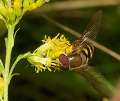 Syrphus torvus