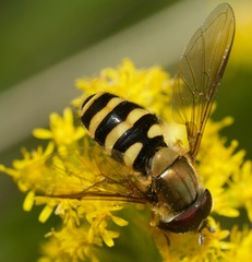 Syrphus torvus