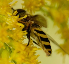 Syrphus torvus