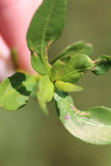 Amynothrips andersoni