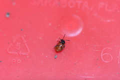 Endomychus biguttatus