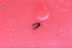 Endomychus biguttatus